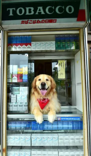 「全国の宿 自慢の看板犬ランキング」2023発表　2位は栃木・那須温泉のゴールデンレトリバー、1位は？