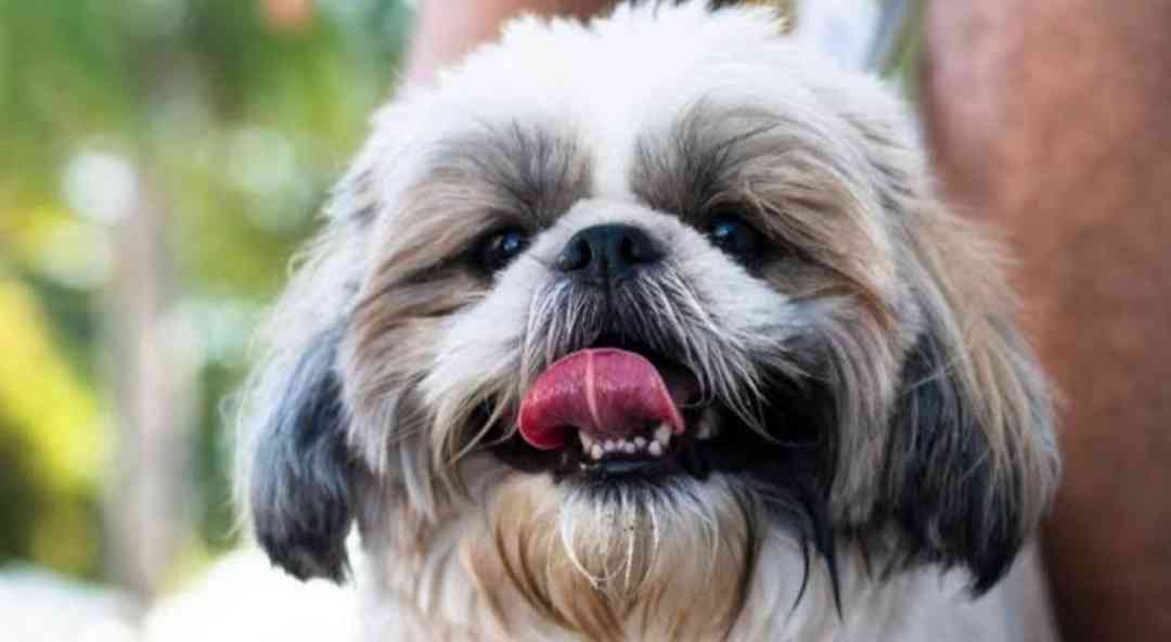 「全国の宿 自慢の看板犬ランキング」2023発表　2位は栃木・那須温泉のゴールデンレトリバー、1位は？