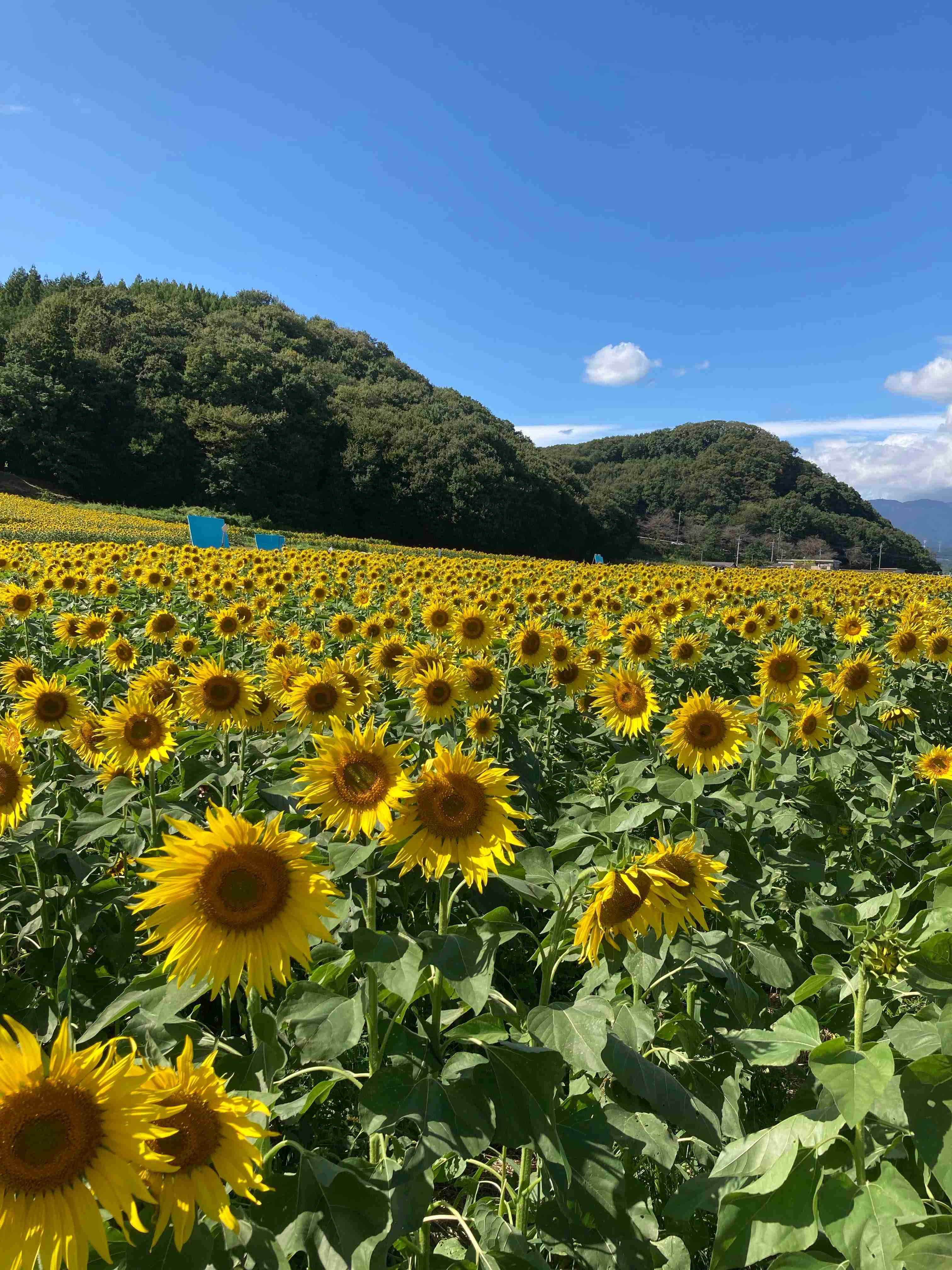 最近のお出掛け・旅行で撮影した写真を貼るトピ。