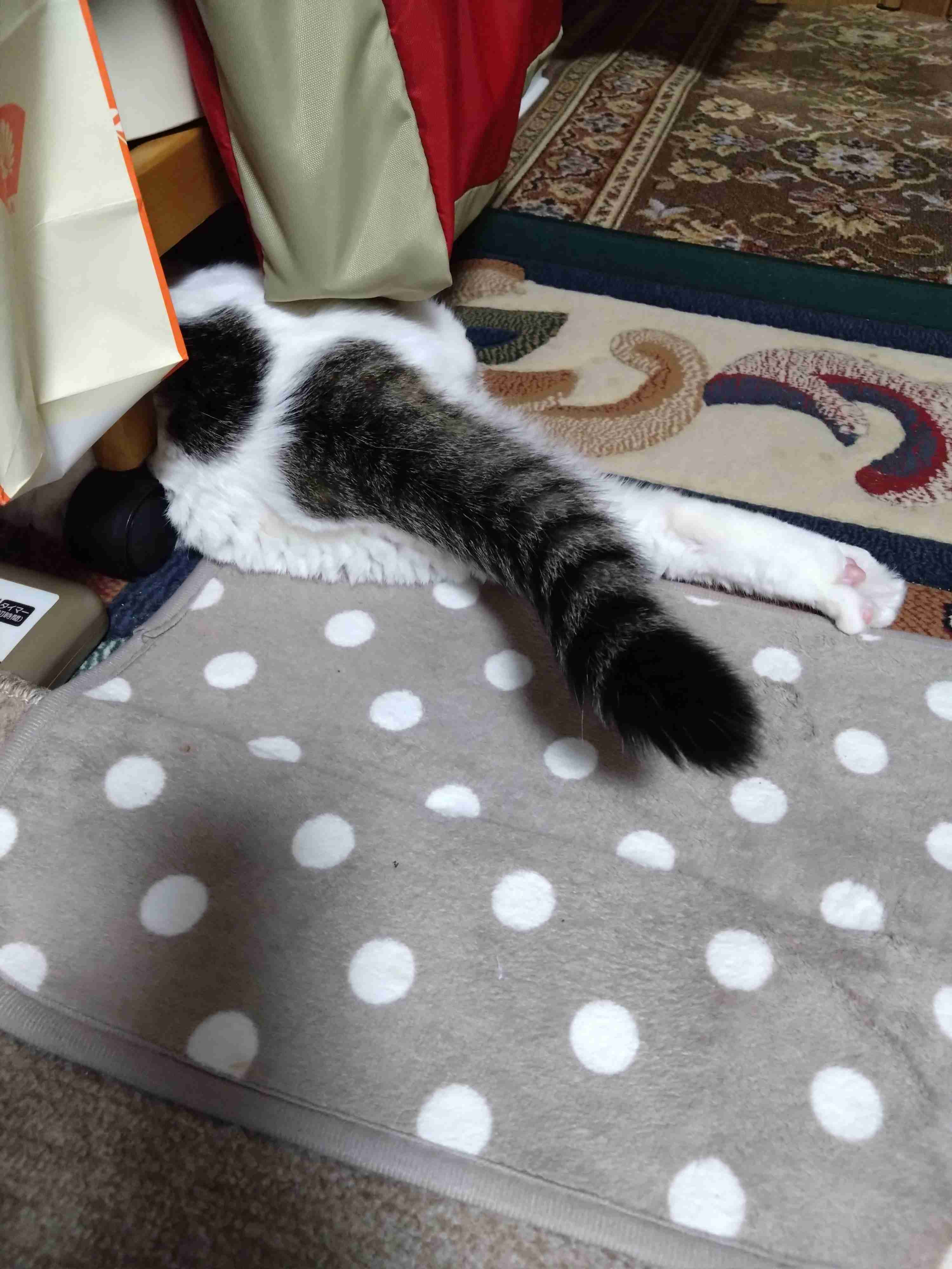 がるちゃん猫カフェ92号店開店しました♫(初めての方も大歓迎♫）