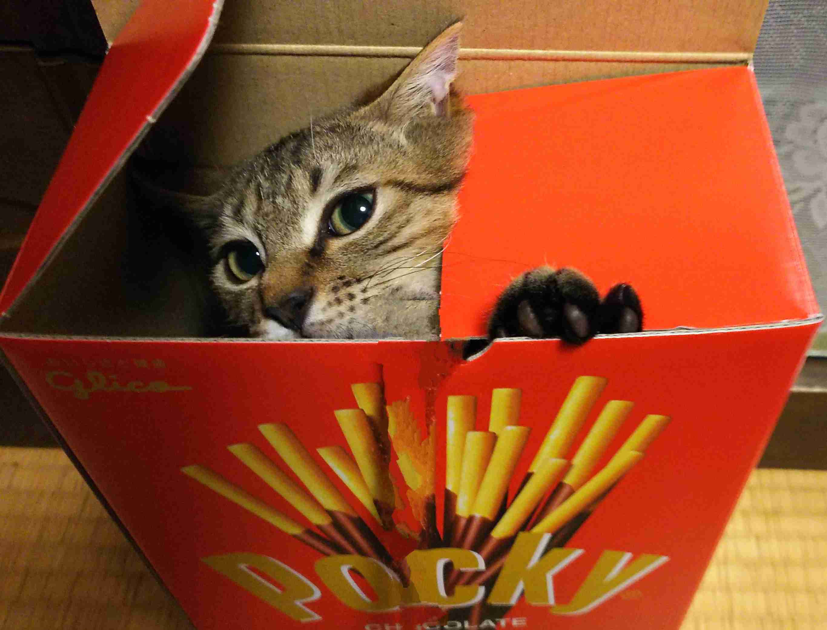 がるちゃん猫カフェ92号店開店しました♫(初めての方も大歓迎♫）