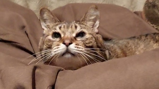 がるちゃん猫カフェ92号店開店しました♫(初めての方も大歓迎♫）