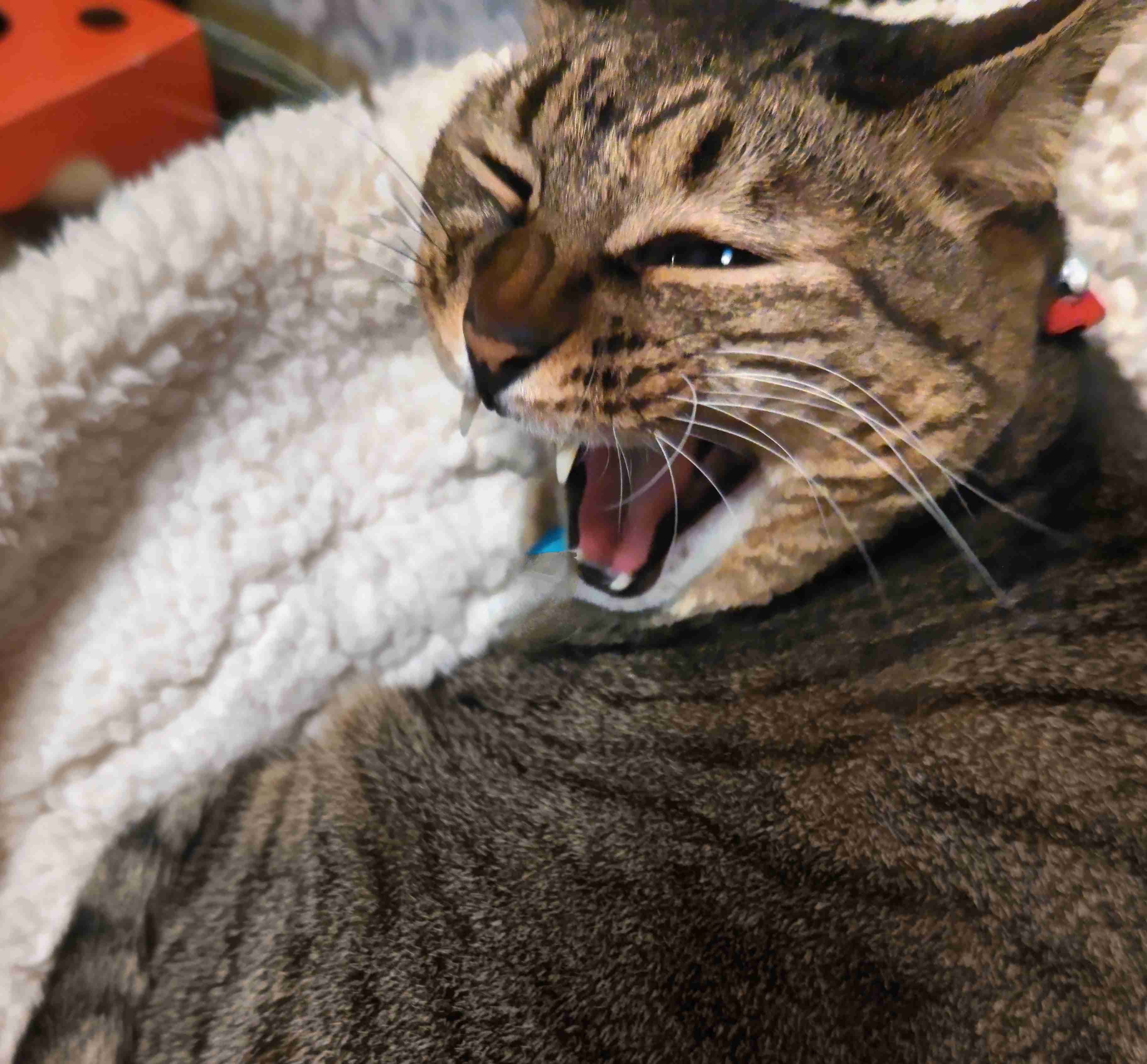 がるちゃん猫カフェ92号店開店しました♫(初めての方も大歓迎♫）