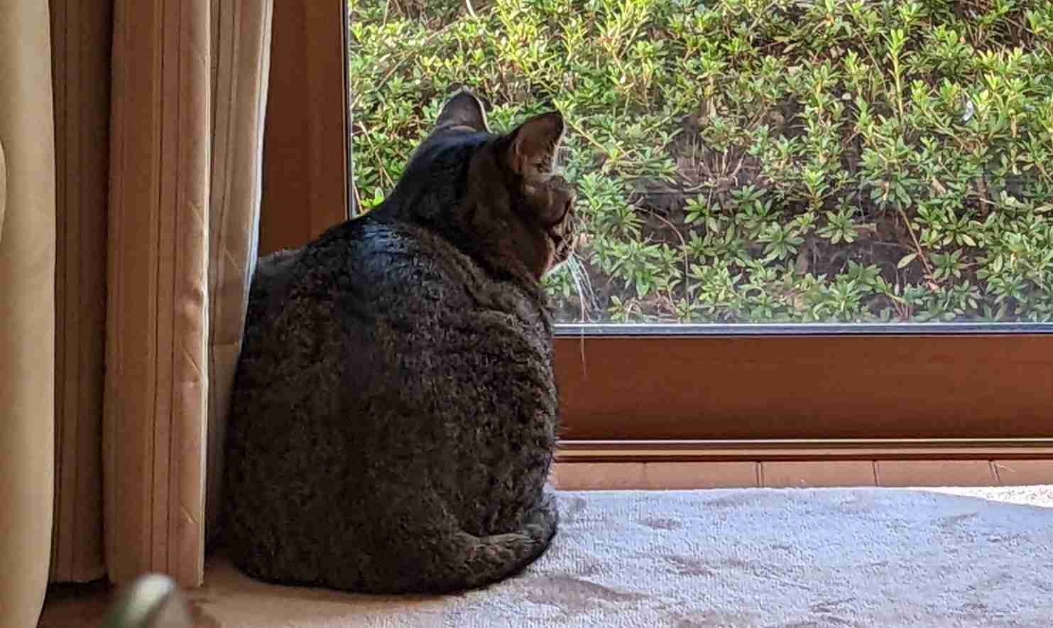 がるちゃん猫カフェ92号店開店しました♫(初めての方も大歓迎♫）