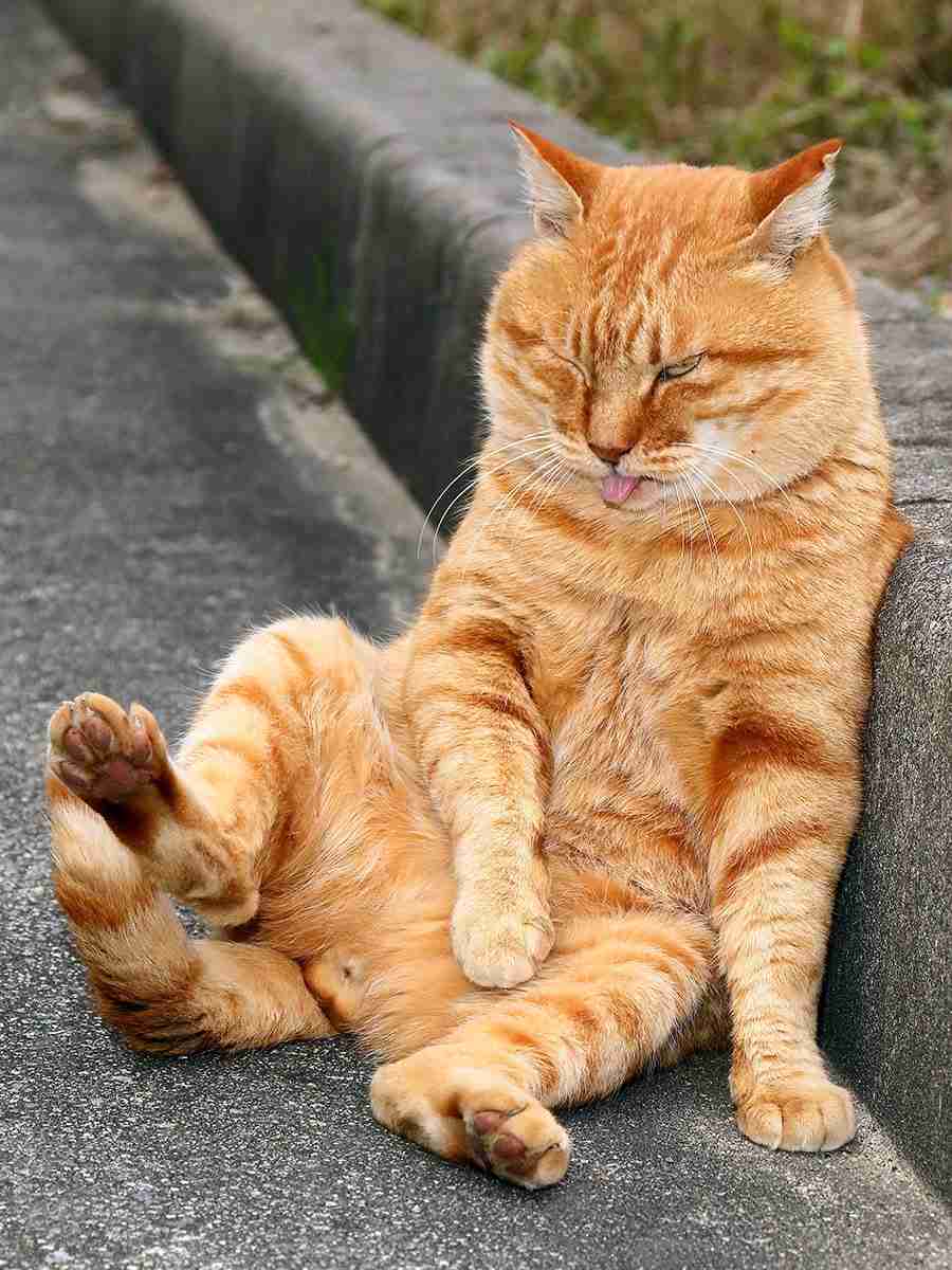 がるちゃん猫カフェ92号店開店しました♫(初めての方も大歓迎♫）