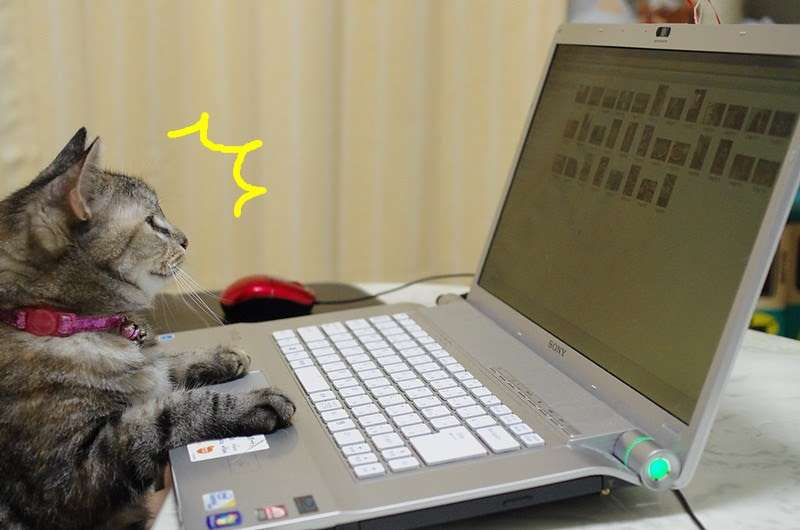 がるちゃん猫カフェ92号店開店しました♫(初めての方も大歓迎♫）