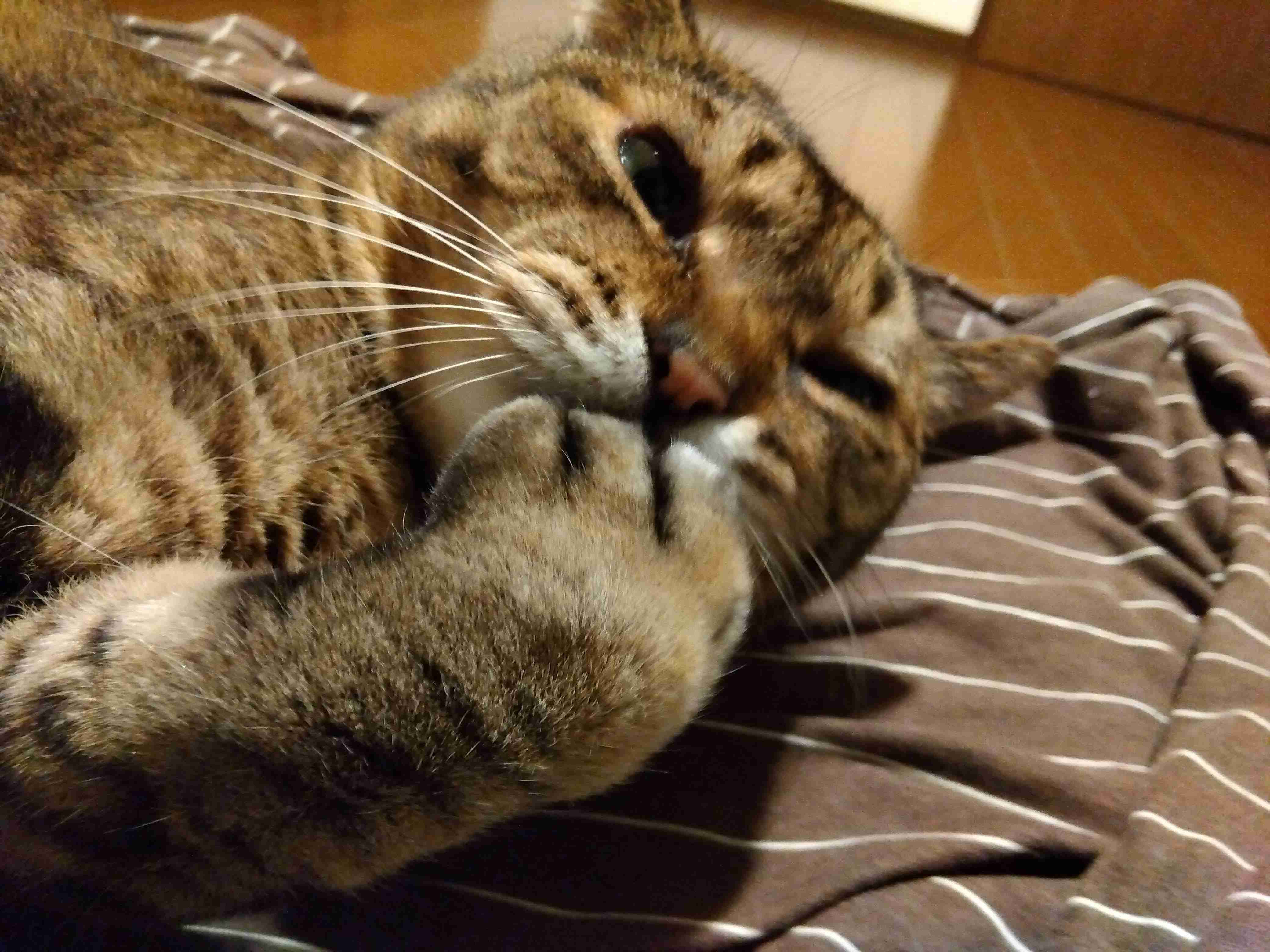 がるちゃん猫カフェ92号店開店しました♫(初めての方も大歓迎♫）