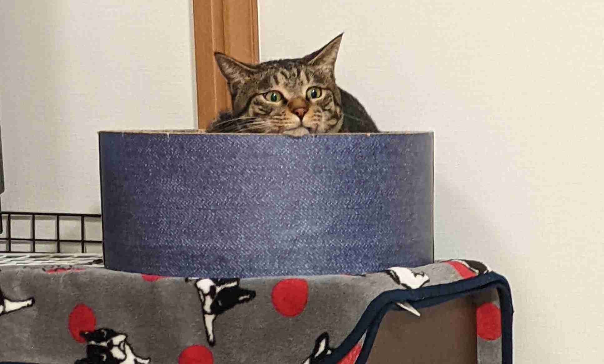 がるちゃん猫カフェ92号店開店しました♫(初めての方も大歓迎♫）