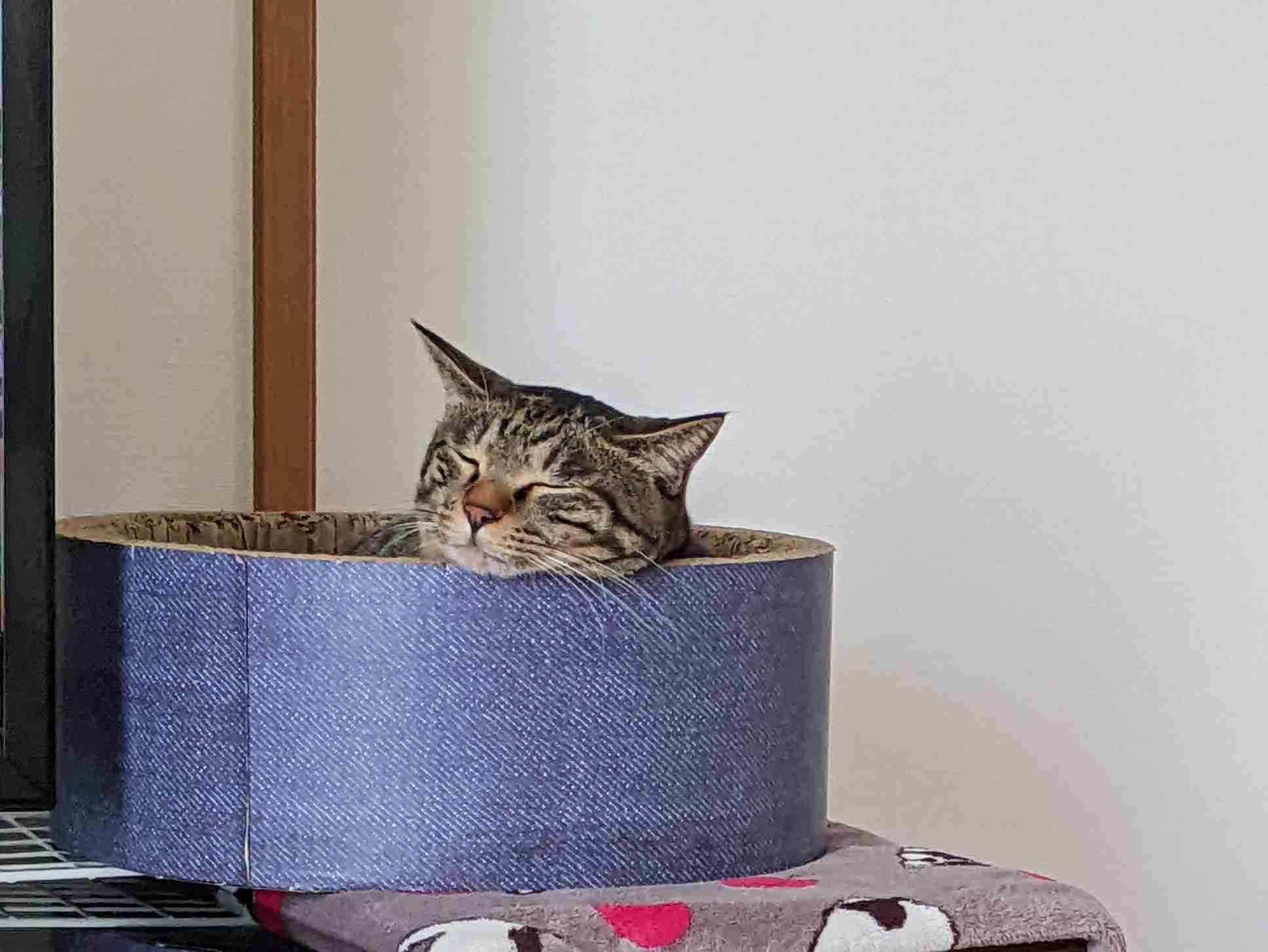 がるちゃん猫カフェ92号店開店しました♫(初めての方も大歓迎♫）