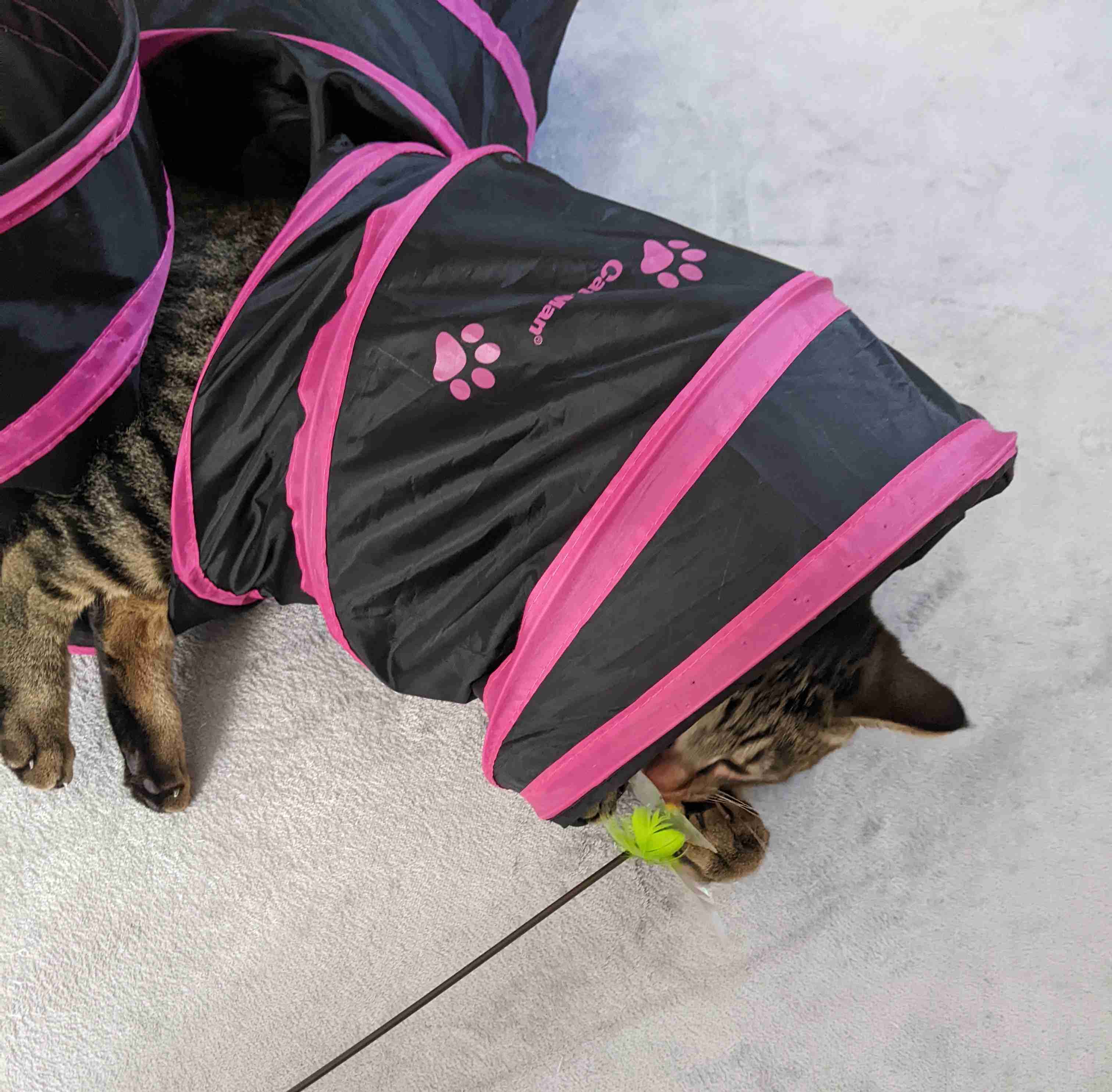 がるちゃん猫カフェ92号店開店しました♫(初めての方も大歓迎♫）