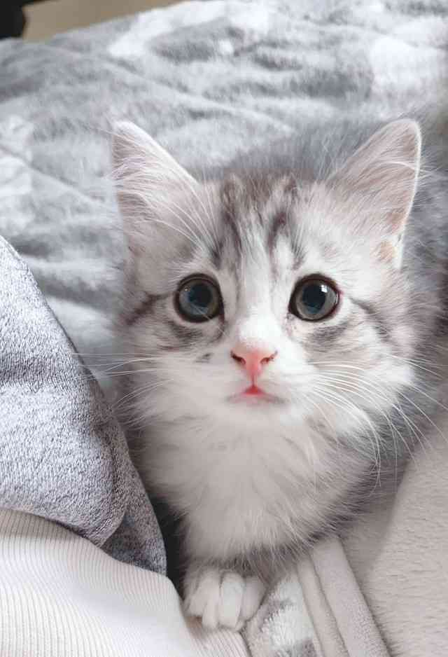 がるちゃん猫カフェ92号店開店しました♫(初めての方も大歓迎♫）