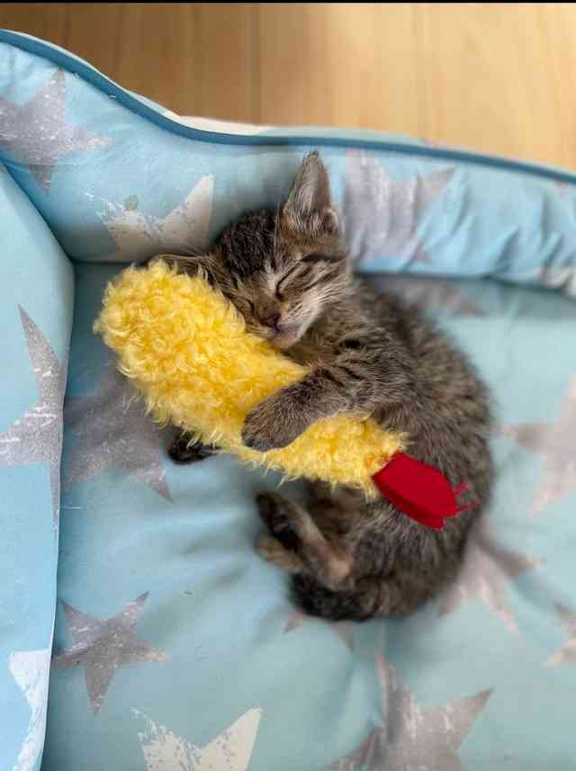 がるちゃん猫カフェ92号店開店しました♫(初めての方も大歓迎♫）