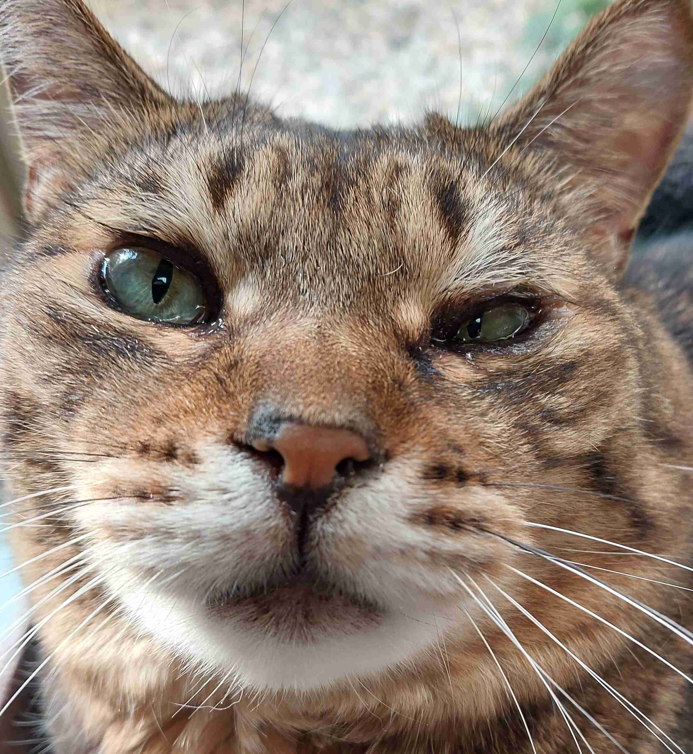 がるちゃん猫カフェ92号店開店しました♫(初めての方も大歓迎♫）