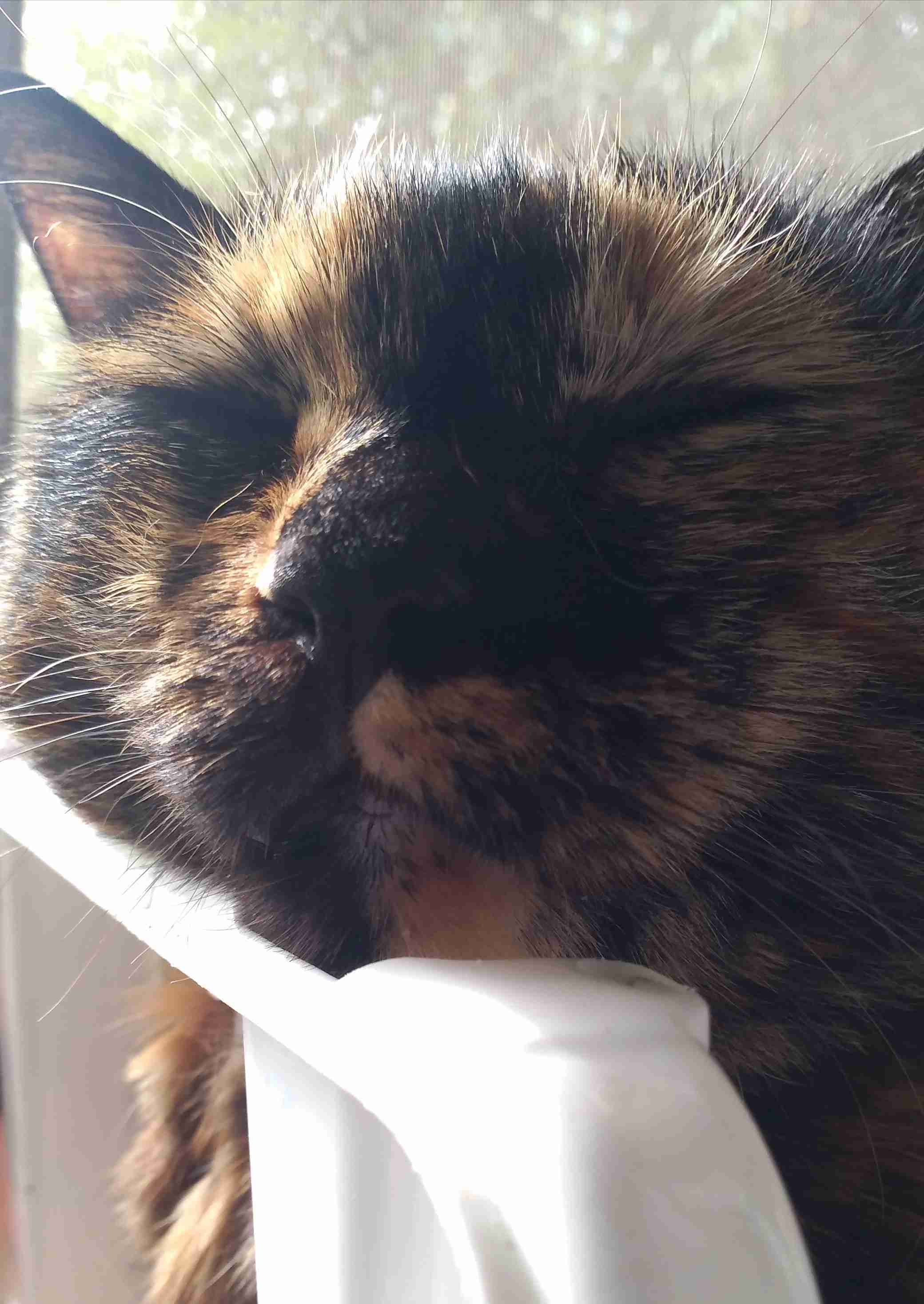 がるちゃん猫カフェ92号店開店しました♫(初めての方も大歓迎♫）