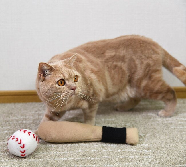 がるちゃん猫カフェ92号店開店しました♫(初めての方も大歓迎♫）
