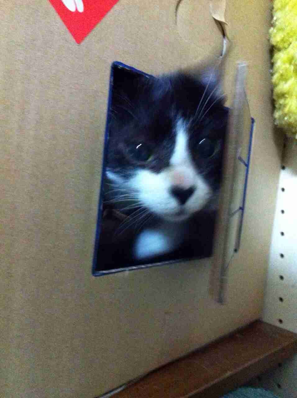 がるちゃん猫カフェ92号店開店しました♫(初めての方も大歓迎♫）