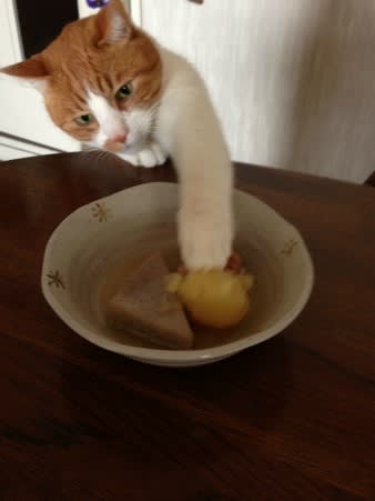 がるちゃん猫カフェ92号店開店しました♫(初めての方も大歓迎♫）