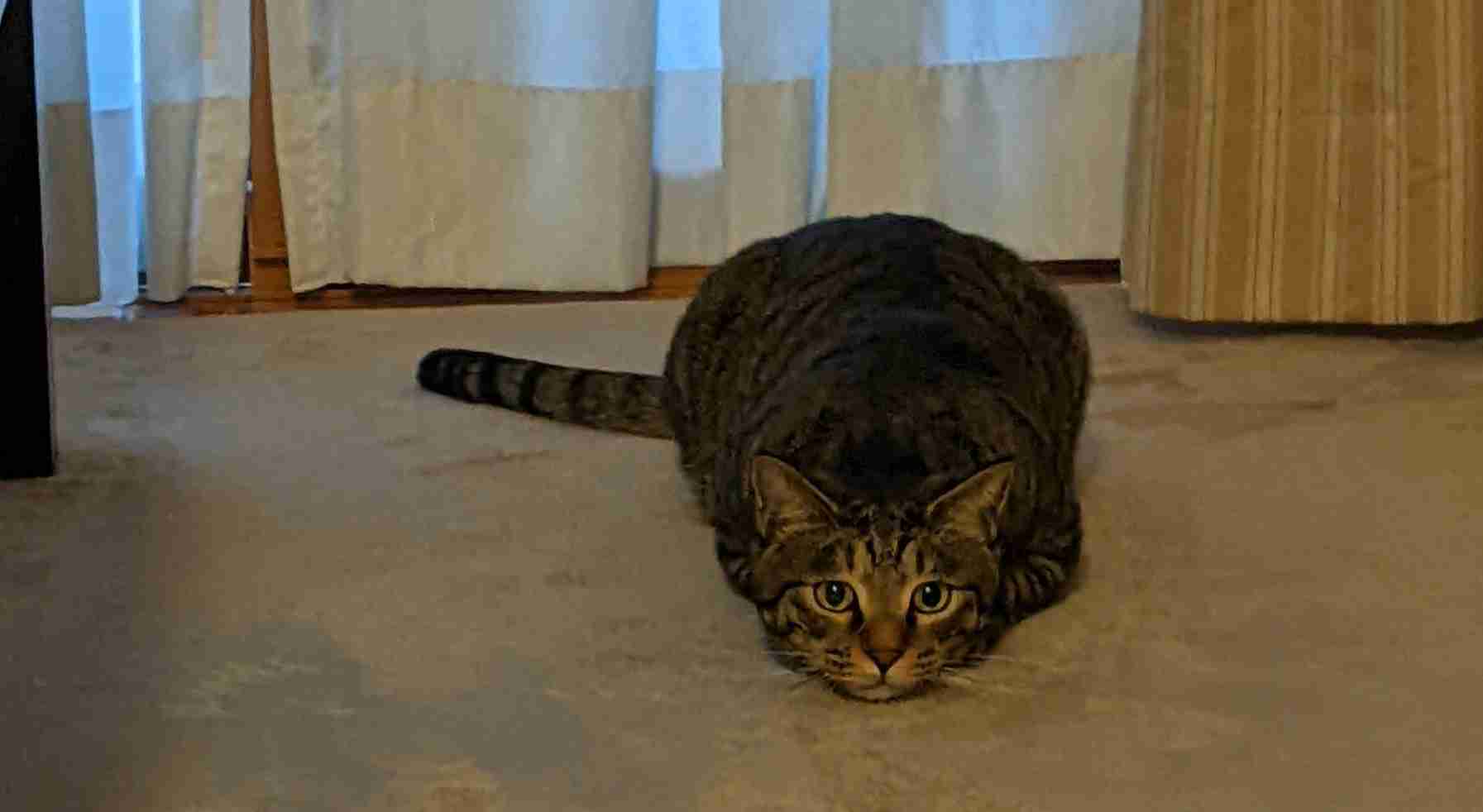 がるちゃん猫カフェ92号店開店しました♫(初めての方も大歓迎♫）