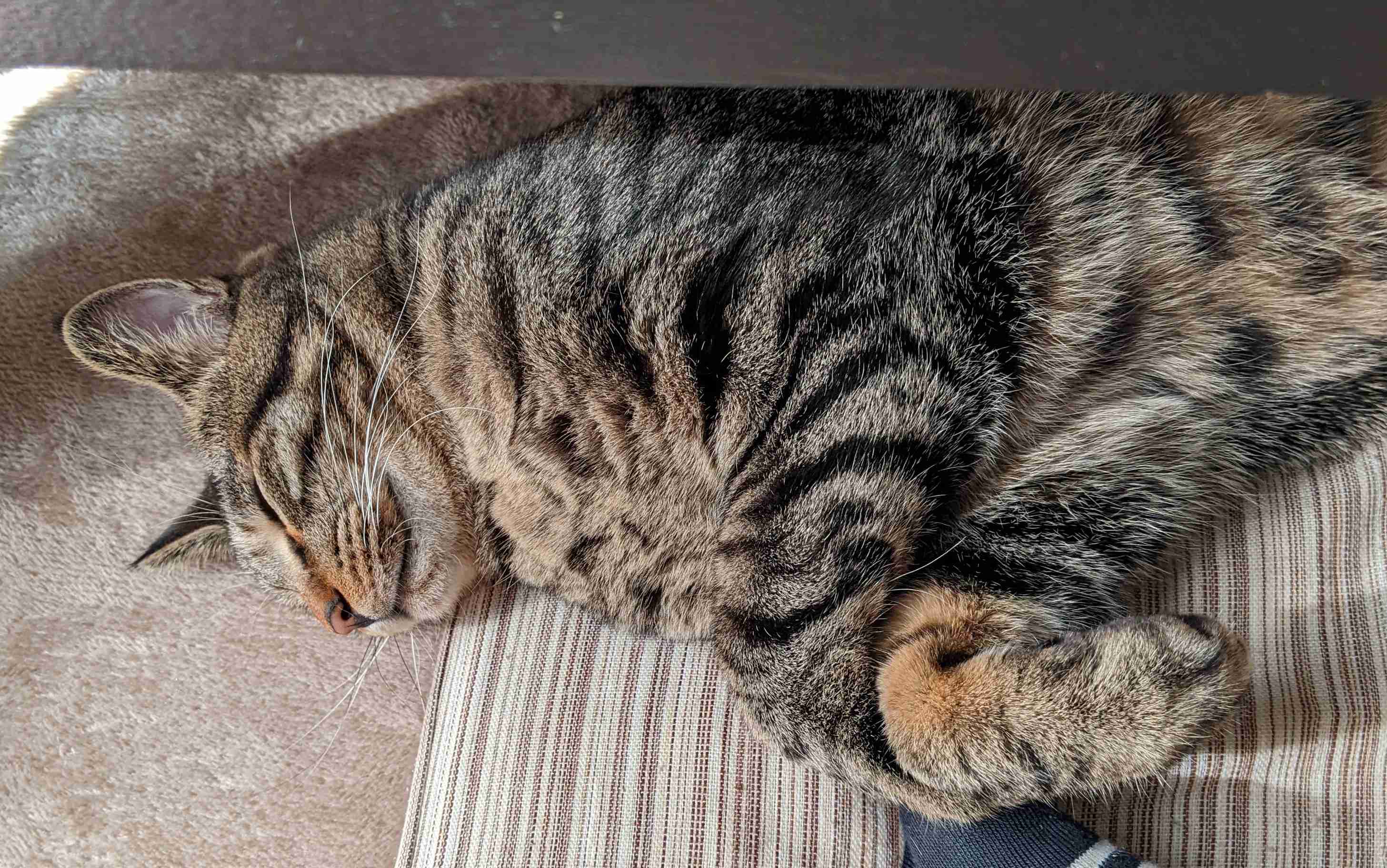 がるちゃん猫カフェ92号店開店しました♫(初めての方も大歓迎♫）