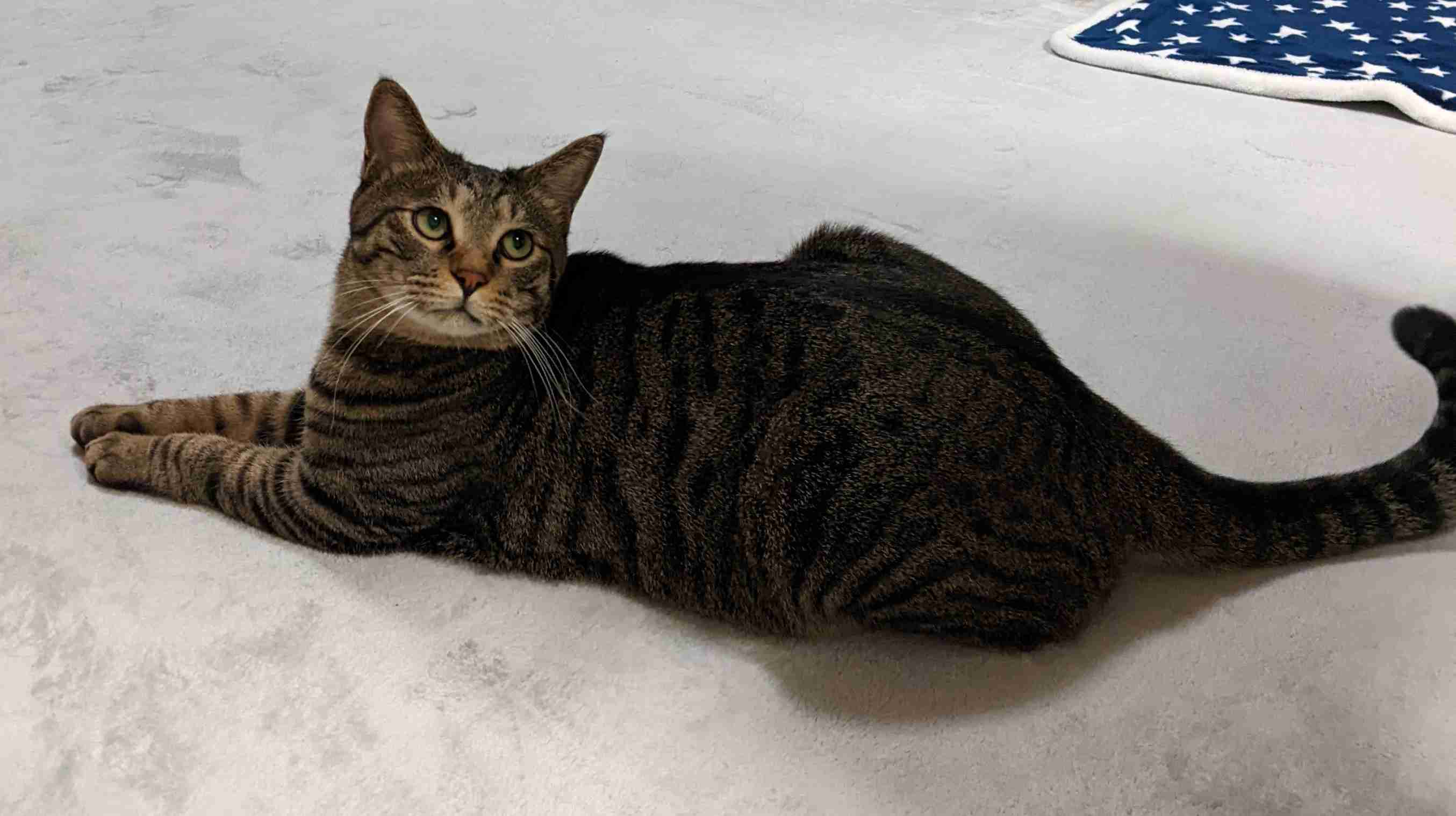 がるちゃん猫カフェ92号店開店しました♫(初めての方も大歓迎♫）