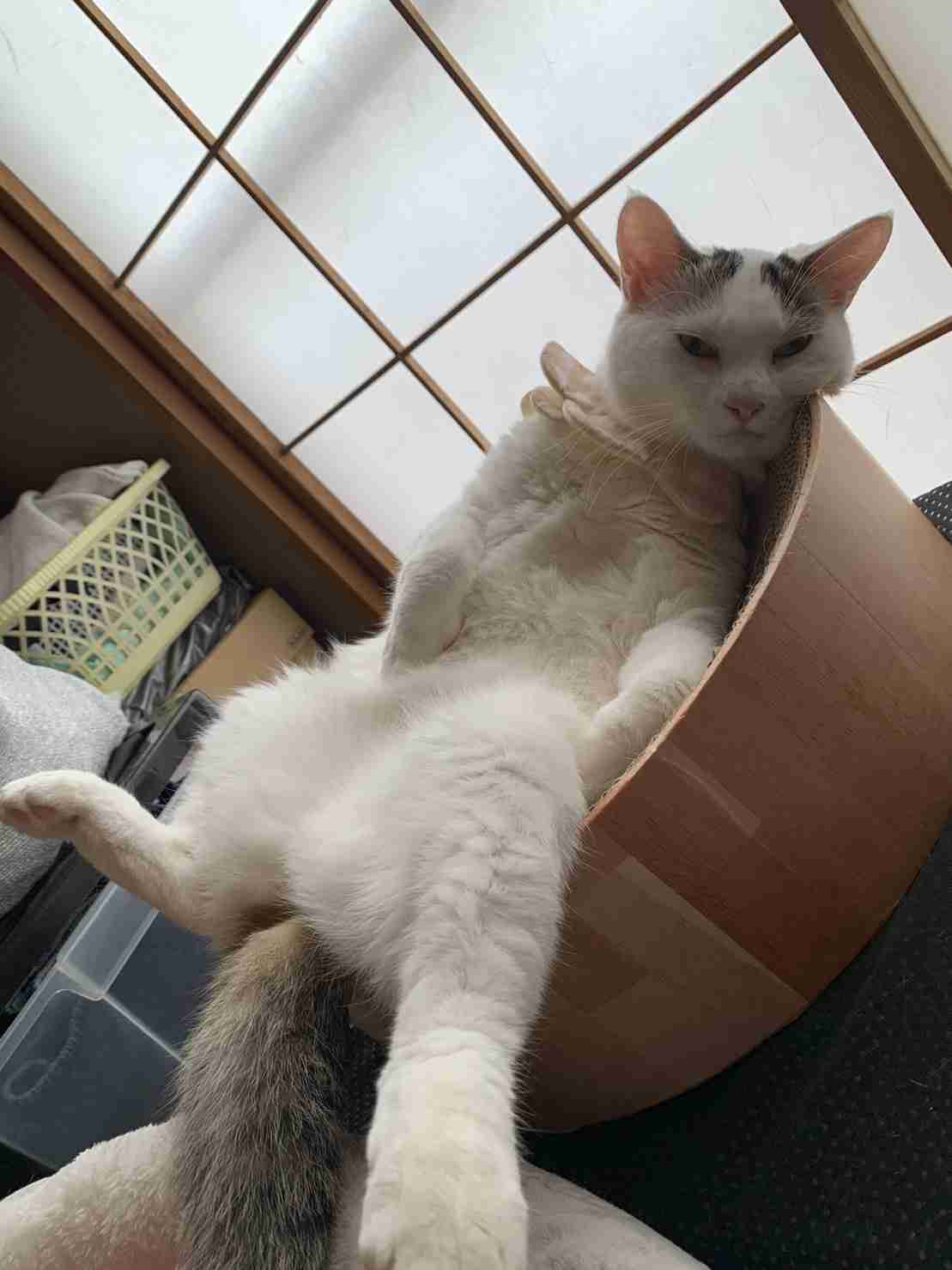 がるちゃん猫カフェ92号店開店しました♫(初めての方も大歓迎♫）