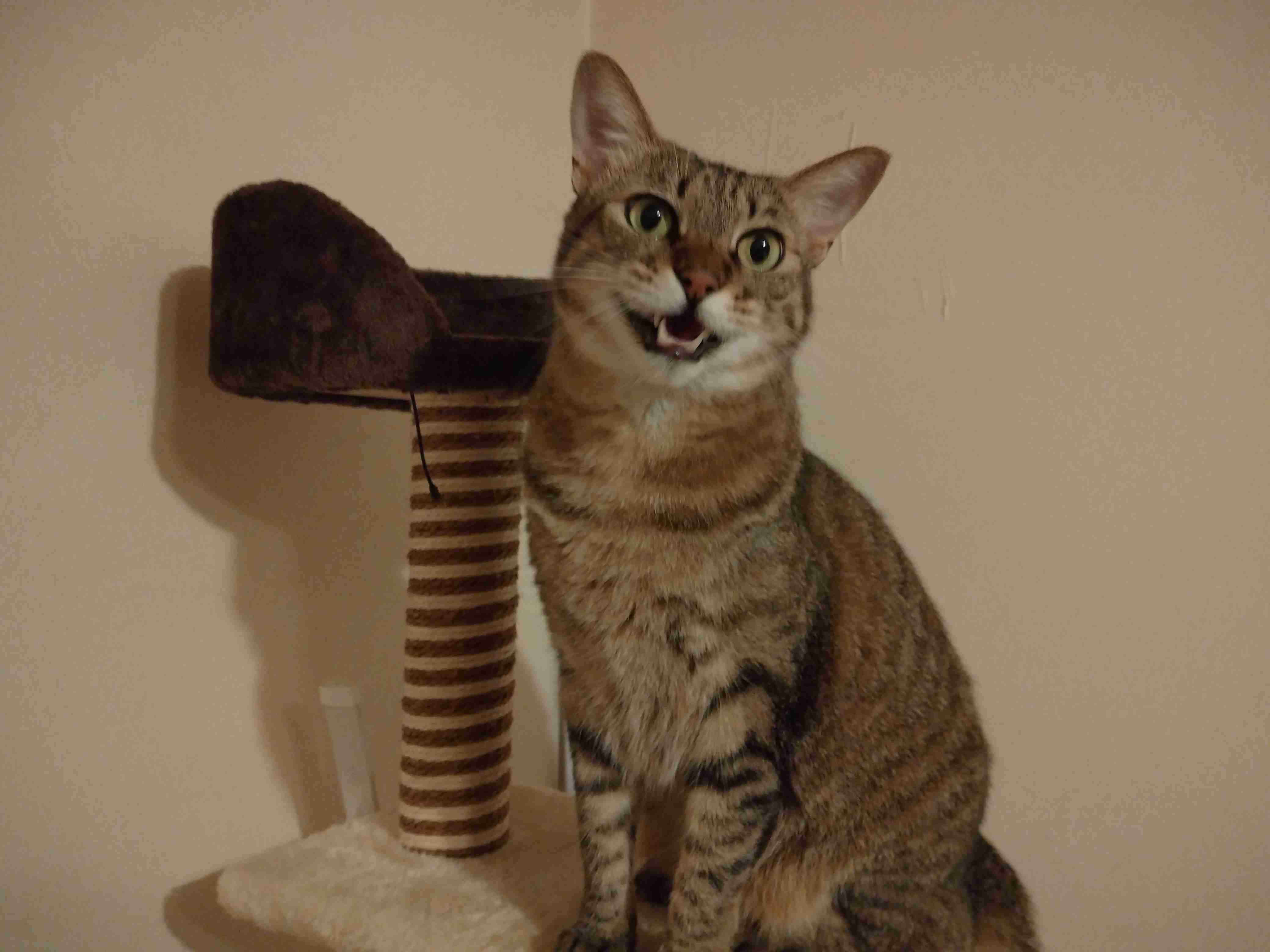 がるちゃん猫カフェ92号店開店しました♫(初めての方も大歓迎♫）