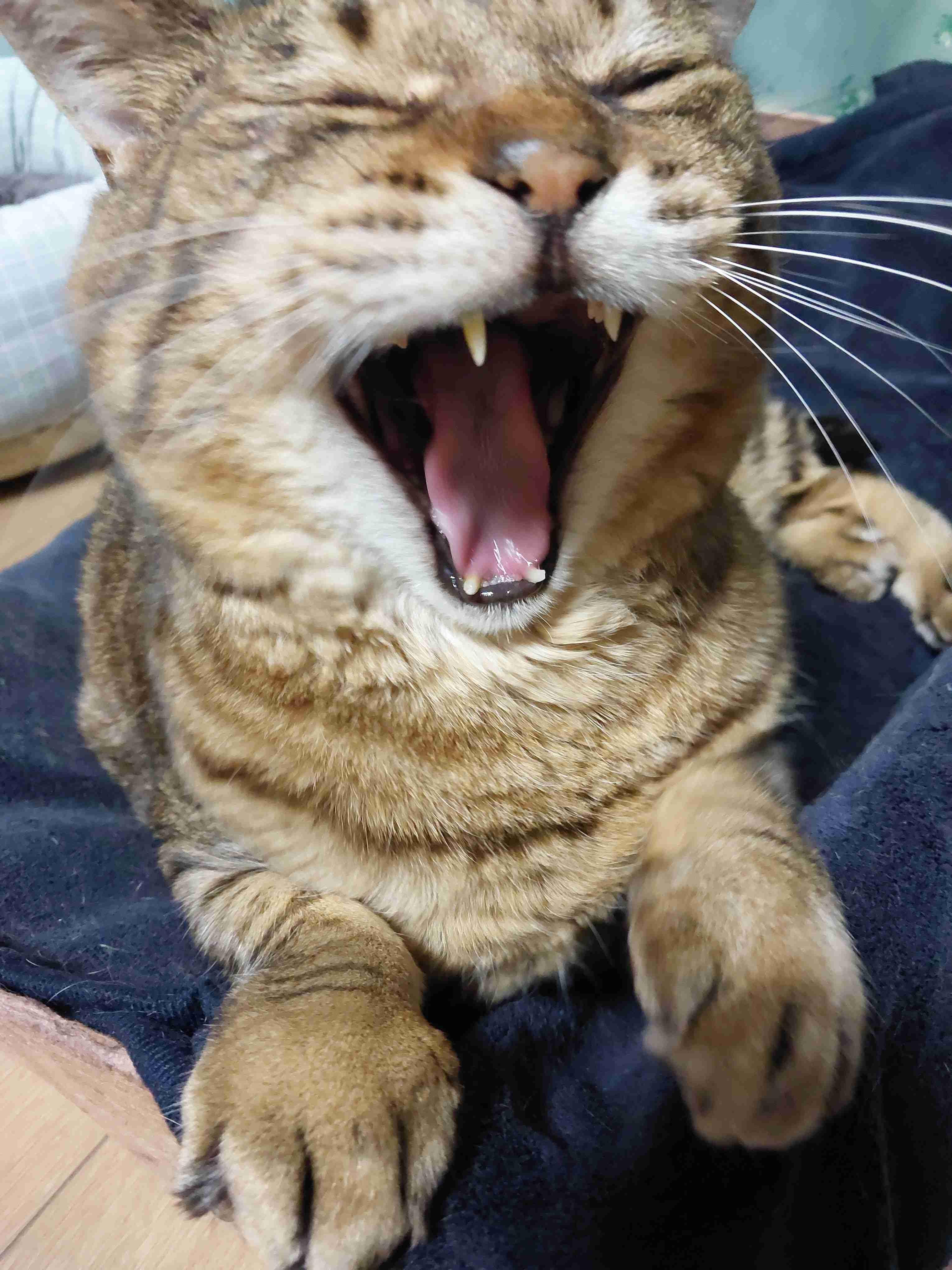 がるちゃん猫カフェ92号店開店しました♫(初めての方も大歓迎♫）