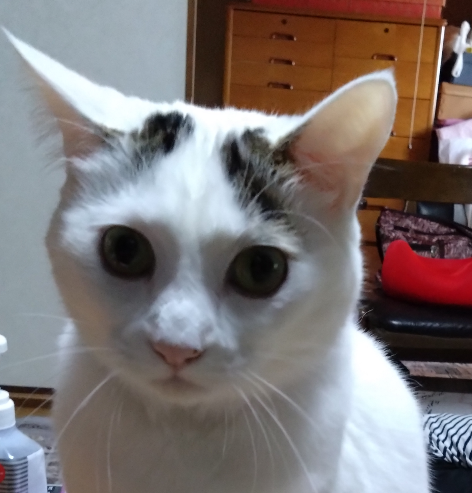 がるちゃん猫カフェ92号店開店しました♫(初めての方も大歓迎♫）