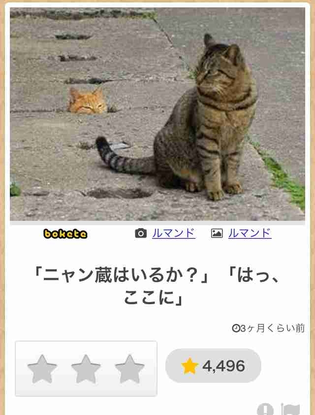 がるちゃん猫カフェ92号店開店しました♫(初めての方も大歓迎♫）