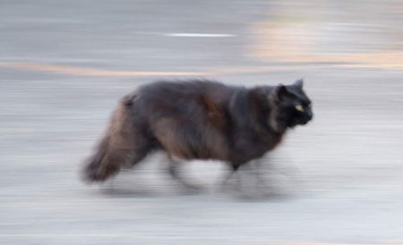 がるちゃん猫カフェ92号店開店しました♫(初めての方も大歓迎♫）