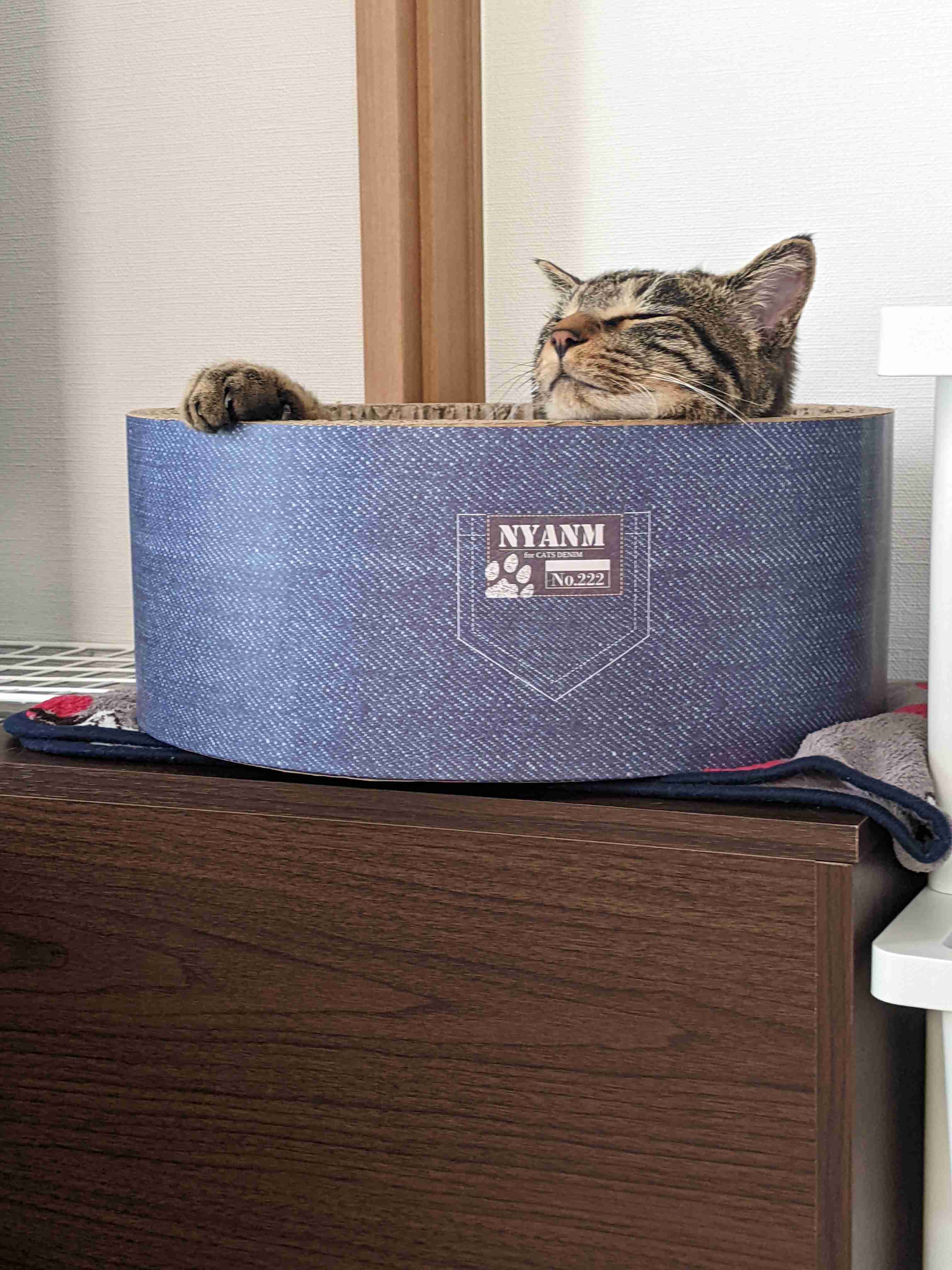 がるちゃん猫カフェ92号店開店しました♫(初めての方も大歓迎♫）