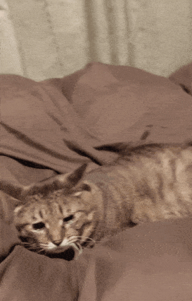 がるちゃん猫カフェ92号店開店しました♫(初めての方も大歓迎♫）