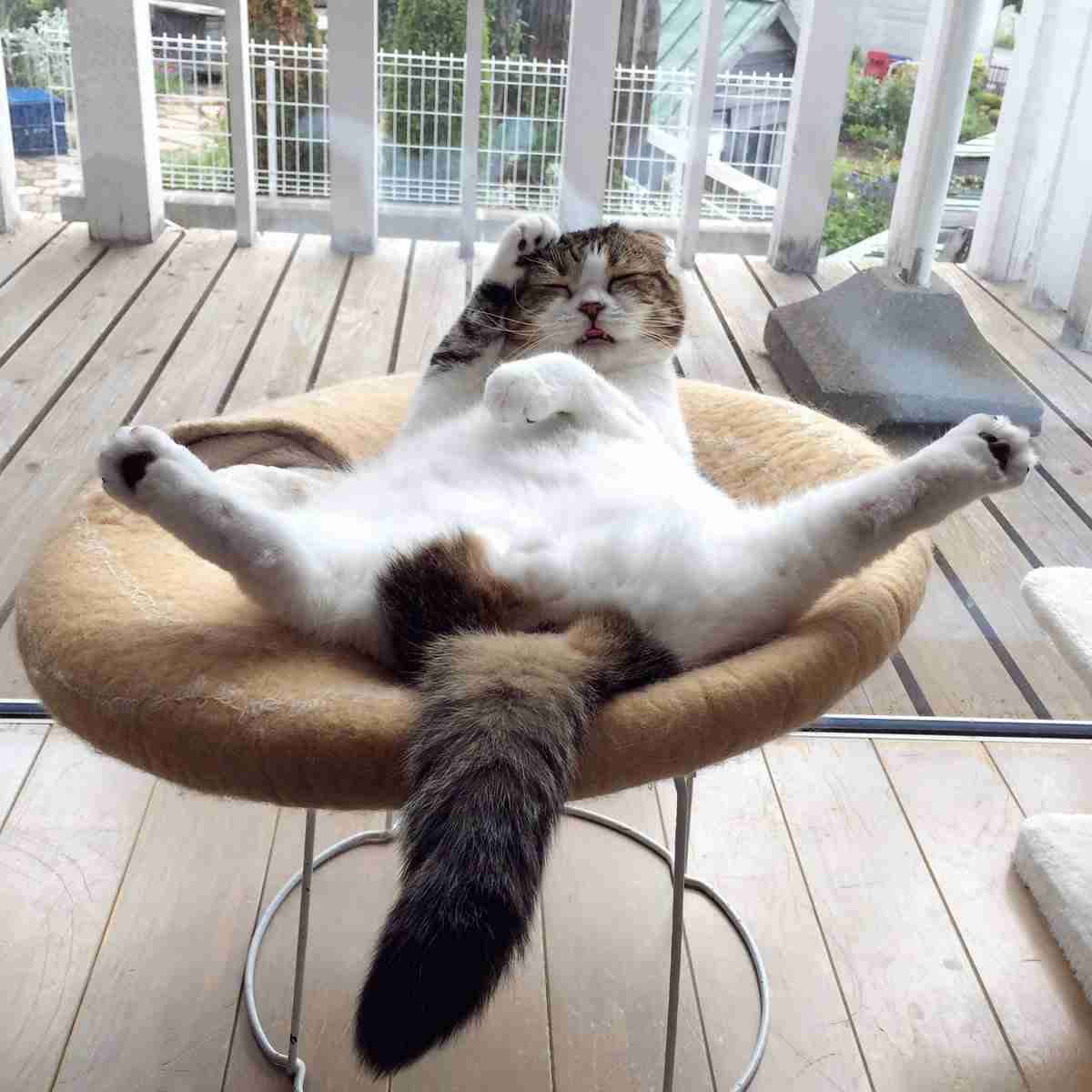 がるちゃん猫カフェ92号店開店しました♫(初めての方も大歓迎♫）