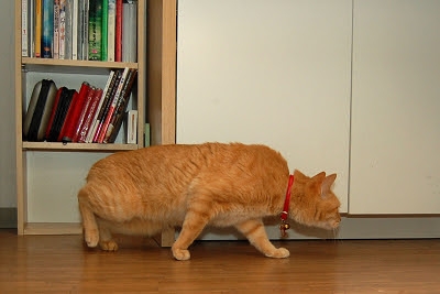 がるちゃん猫カフェ92号店開店しました♫(初めての方も大歓迎♫）