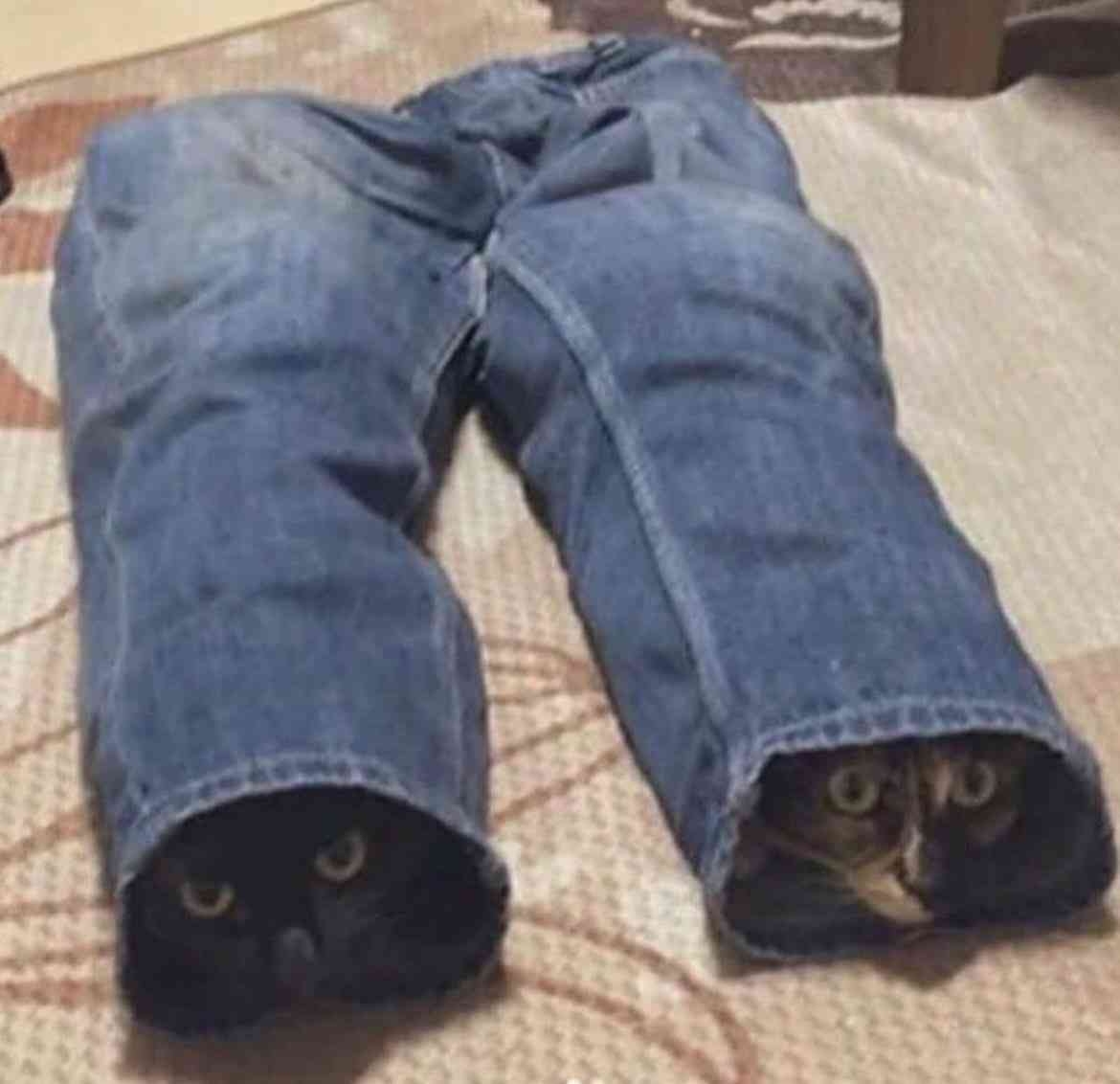 がるちゃん猫カフェ92号店開店しました♫(初めての方も大歓迎♫）