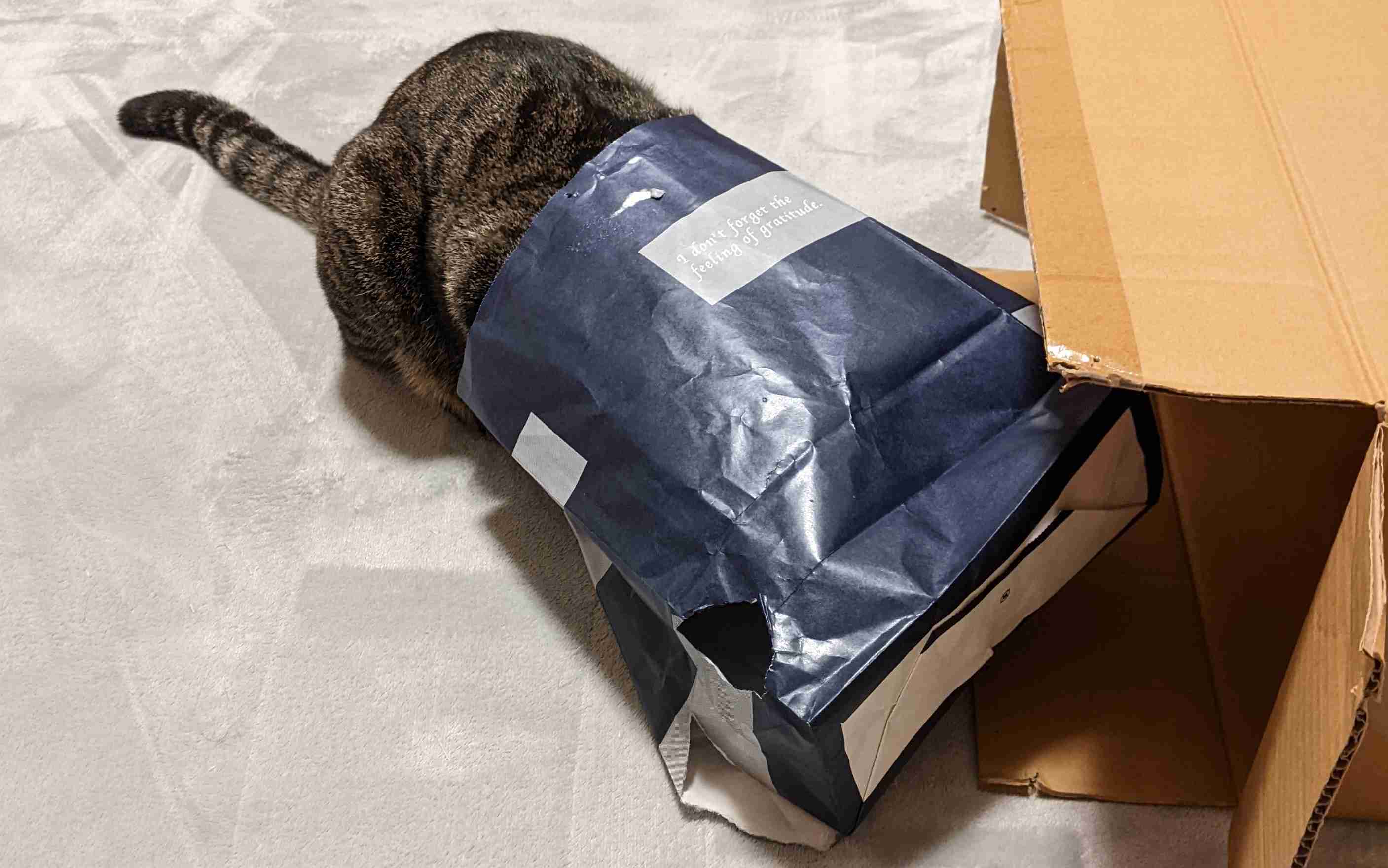 がるちゃん猫カフェ92号店開店しました♫(初めての方も大歓迎♫）