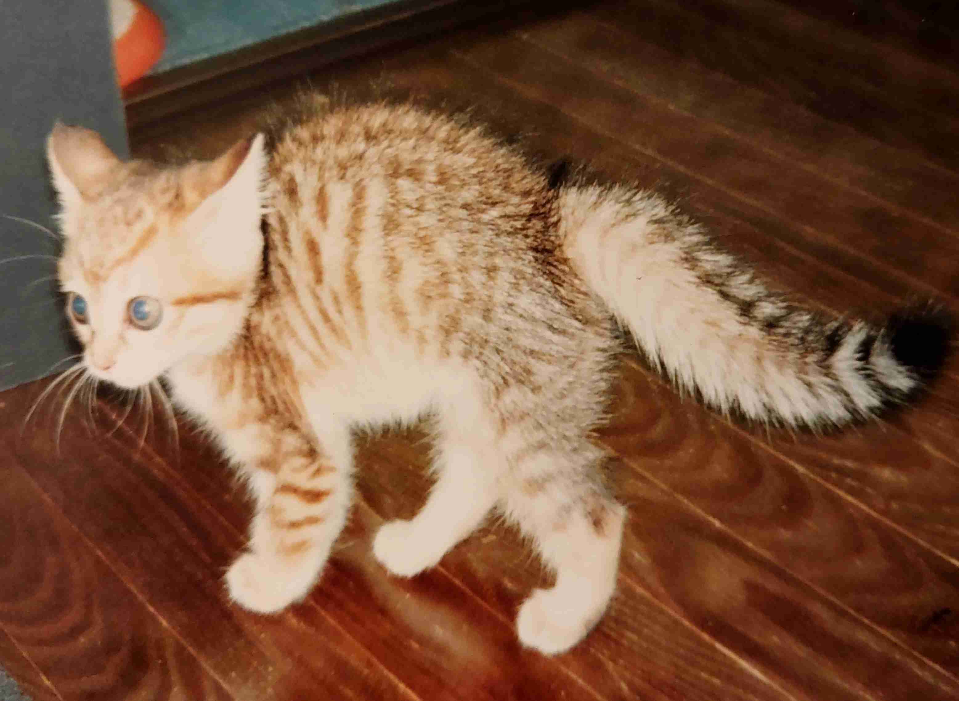 がるちゃん猫カフェ92号店開店しました♫(初めての方も大歓迎♫）