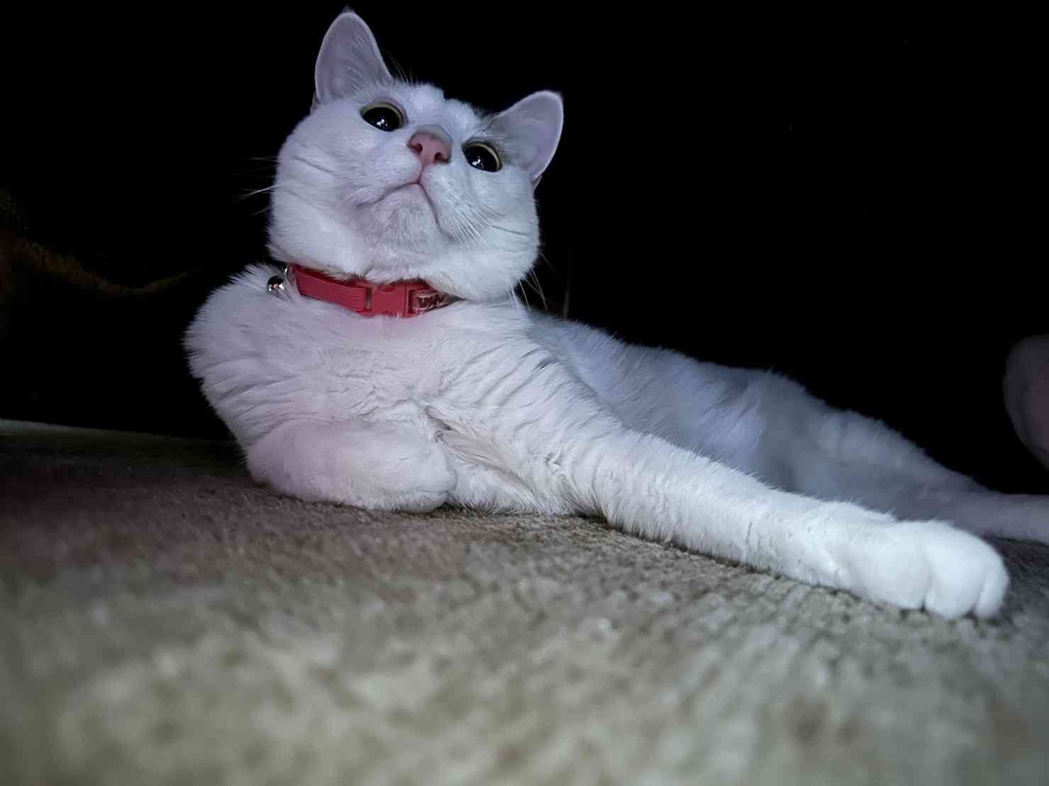 がるちゃん猫カフェ92号店開店しました♫(初めての方も大歓迎♫）