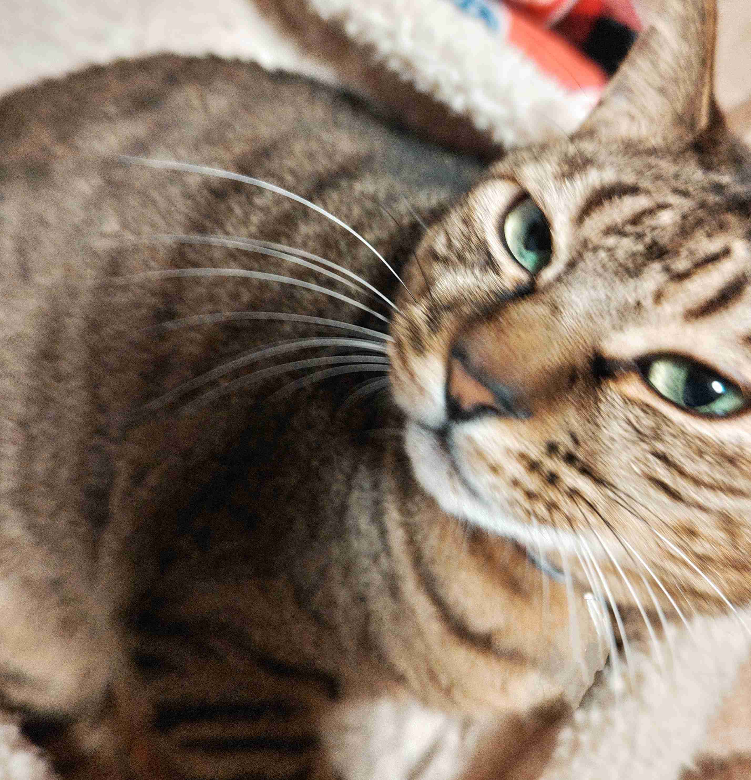 がるちゃん猫カフェ92号店開店しました♫(初めての方も大歓迎♫）