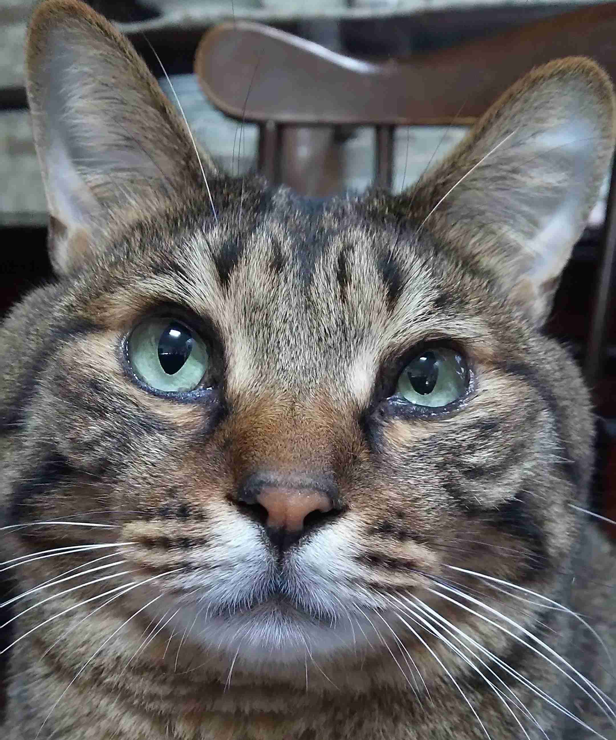 がるちゃん猫カフェ92号店開店しました♫(初めての方も大歓迎♫）