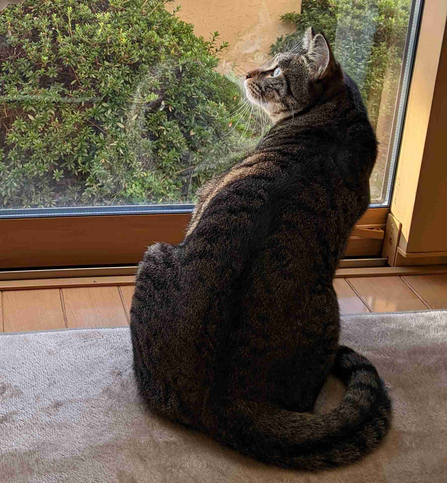 がるちゃん猫カフェ92号店開店しました♫(初めての方も大歓迎♫）