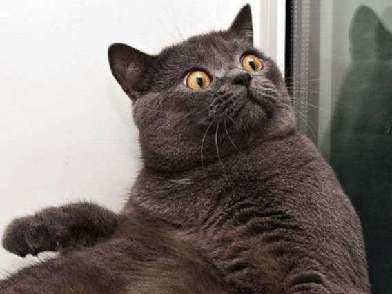 がるちゃん猫カフェ92号店開店しました♫(初めての方も大歓迎♫）