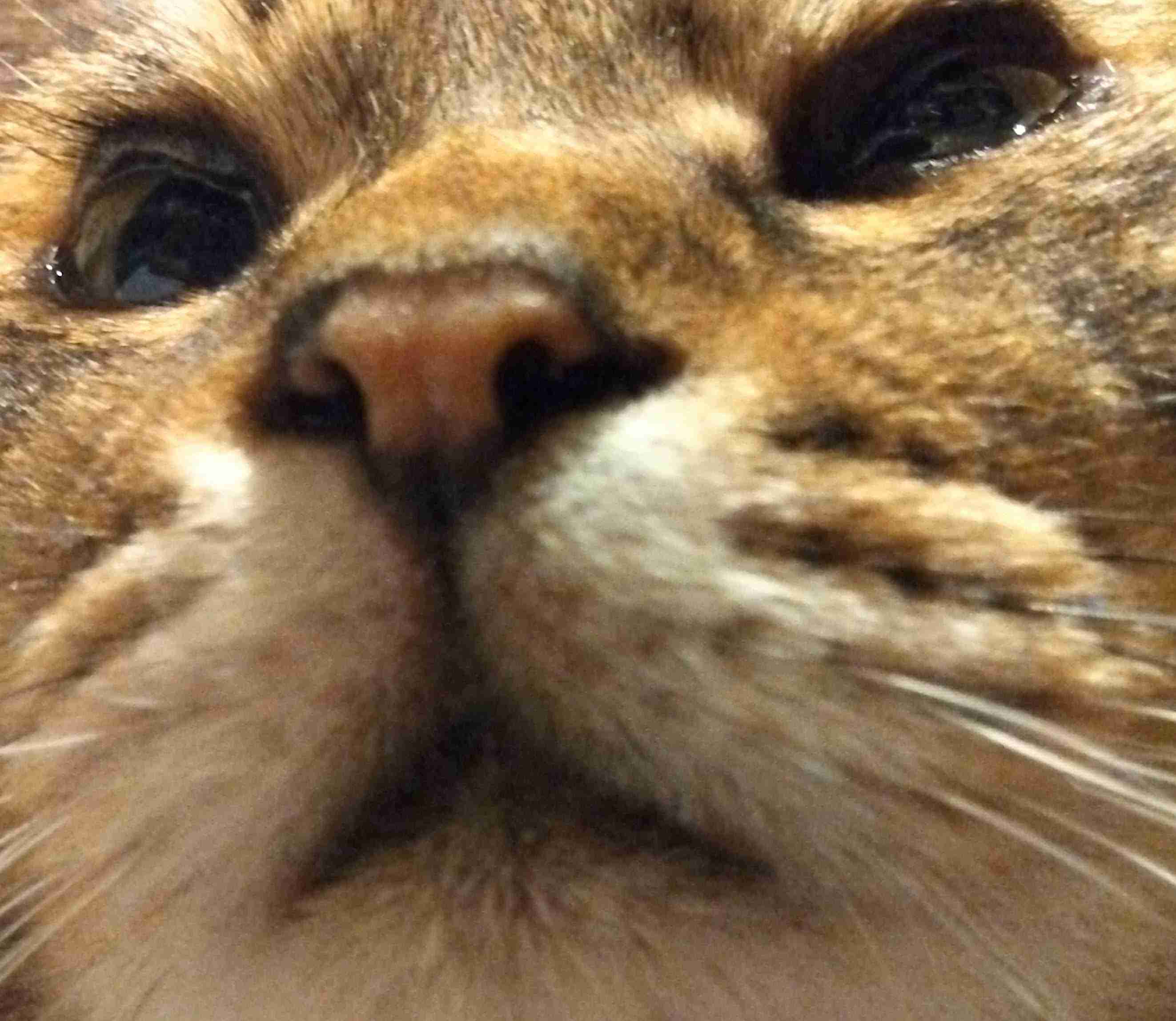 がるちゃん猫カフェ92号店開店しました♫(初めての方も大歓迎♫）