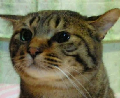 がるちゃん猫カフェ92号店開店しました♫(初めての方も大歓迎♫）