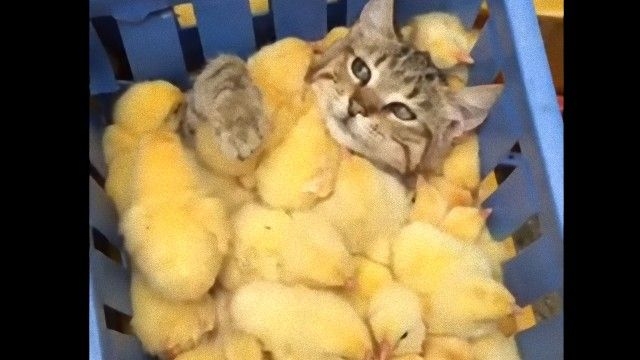 がるちゃん猫カフェ92号店開店しました♫(初めての方も大歓迎♫）