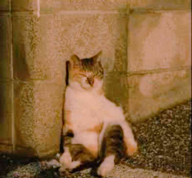 がるちゃん猫カフェ92号店開店しました♫(初めての方も大歓迎♫）