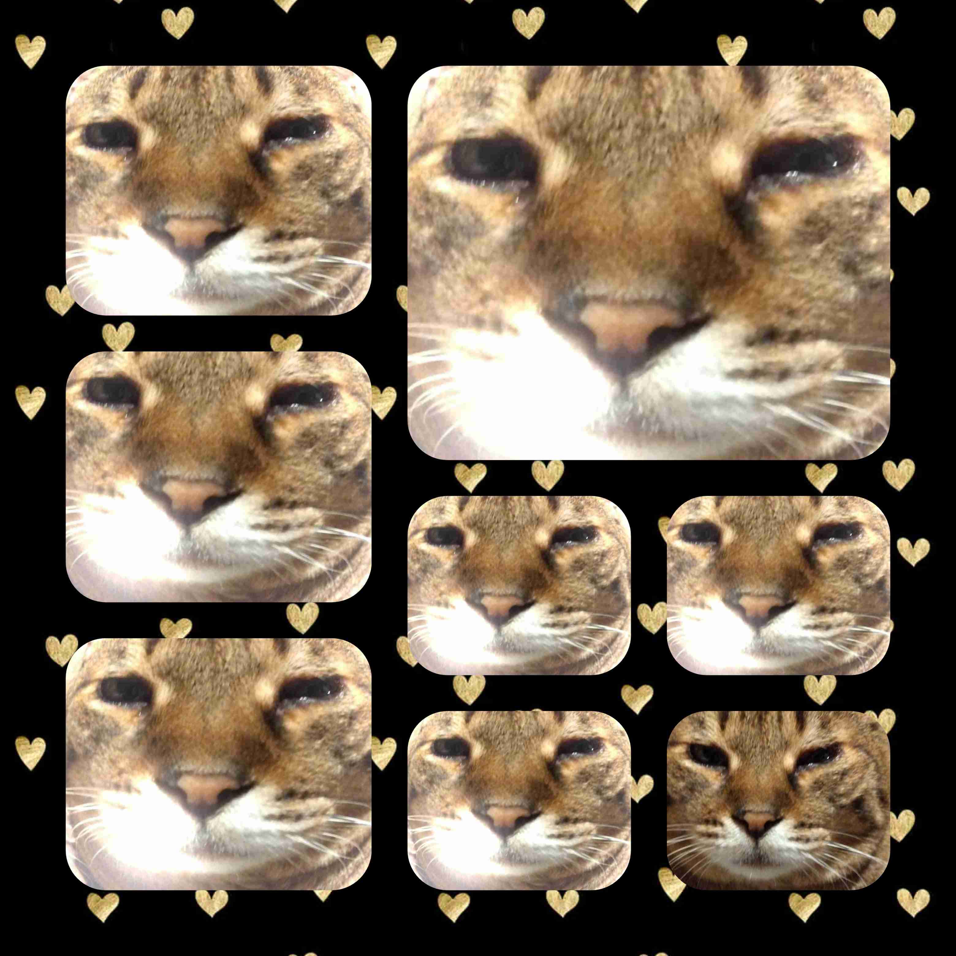 がるちゃん猫カフェ92号店開店しました♫(初めての方も大歓迎♫）