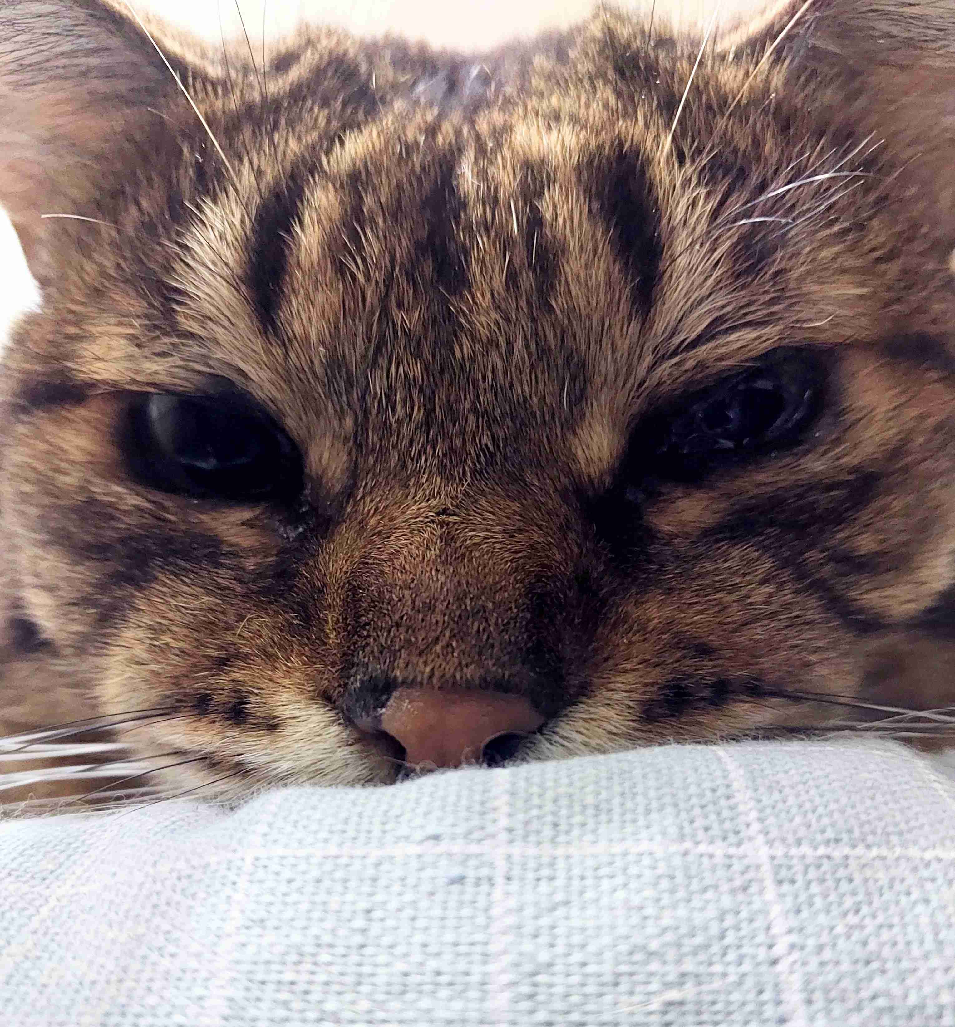 がるちゃん猫カフェ92号店開店しました♫(初めての方も大歓迎♫）