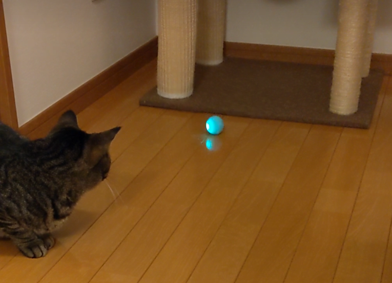 がるちゃん猫カフェ92号店開店しました♫(初めての方も大歓迎♫）