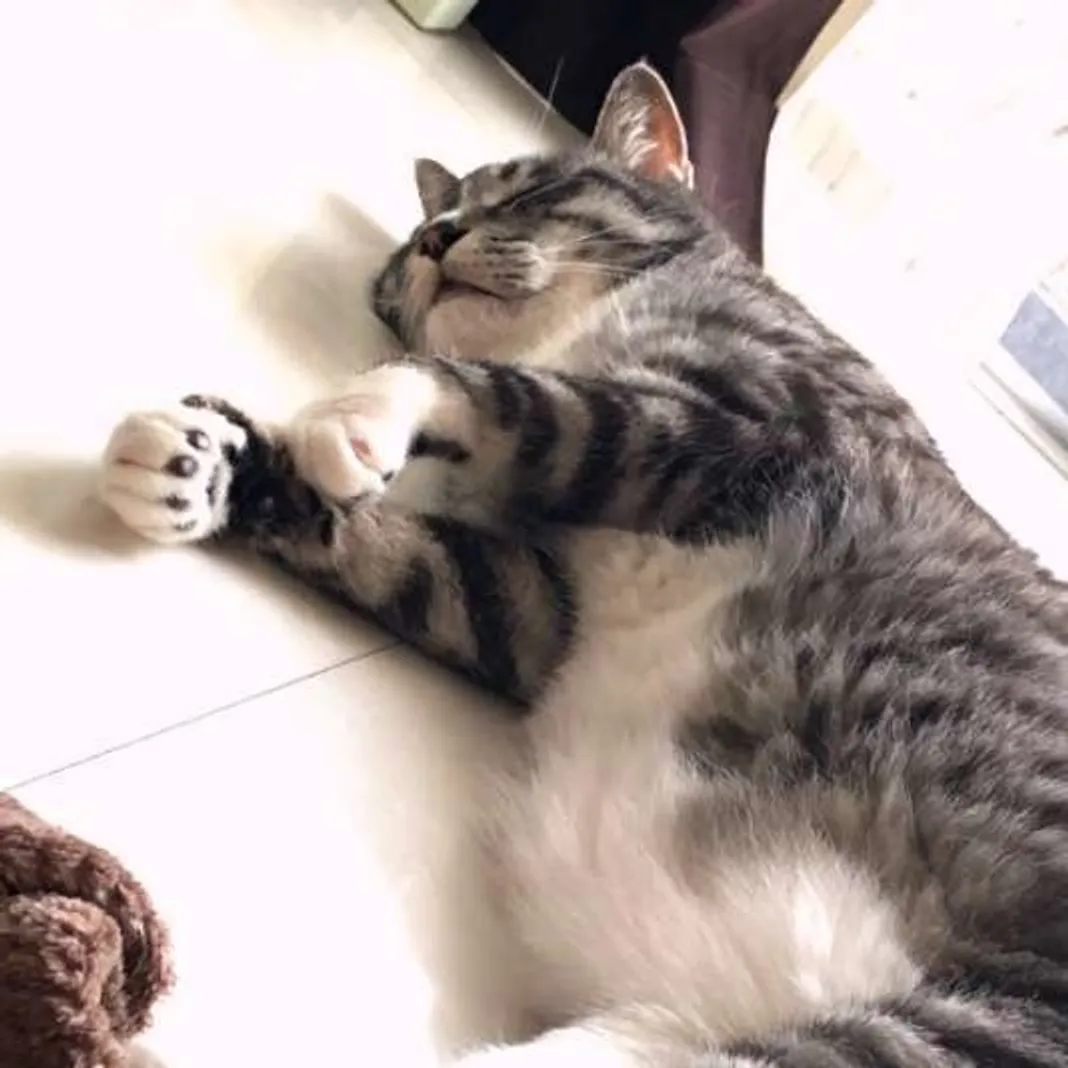 がるちゃん猫カフェ92号店開店しました♫(初めての方も大歓迎♫）